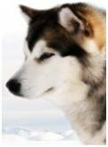 Ноубл